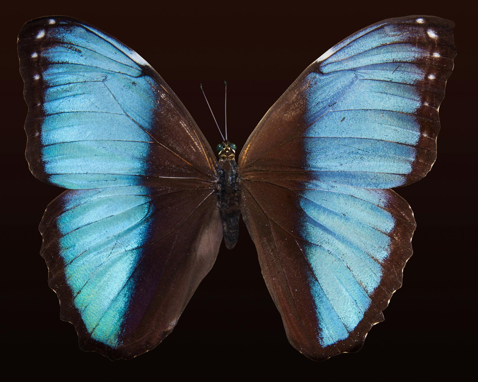 Butterfly Effect — LADY IN THE COUNTRY
