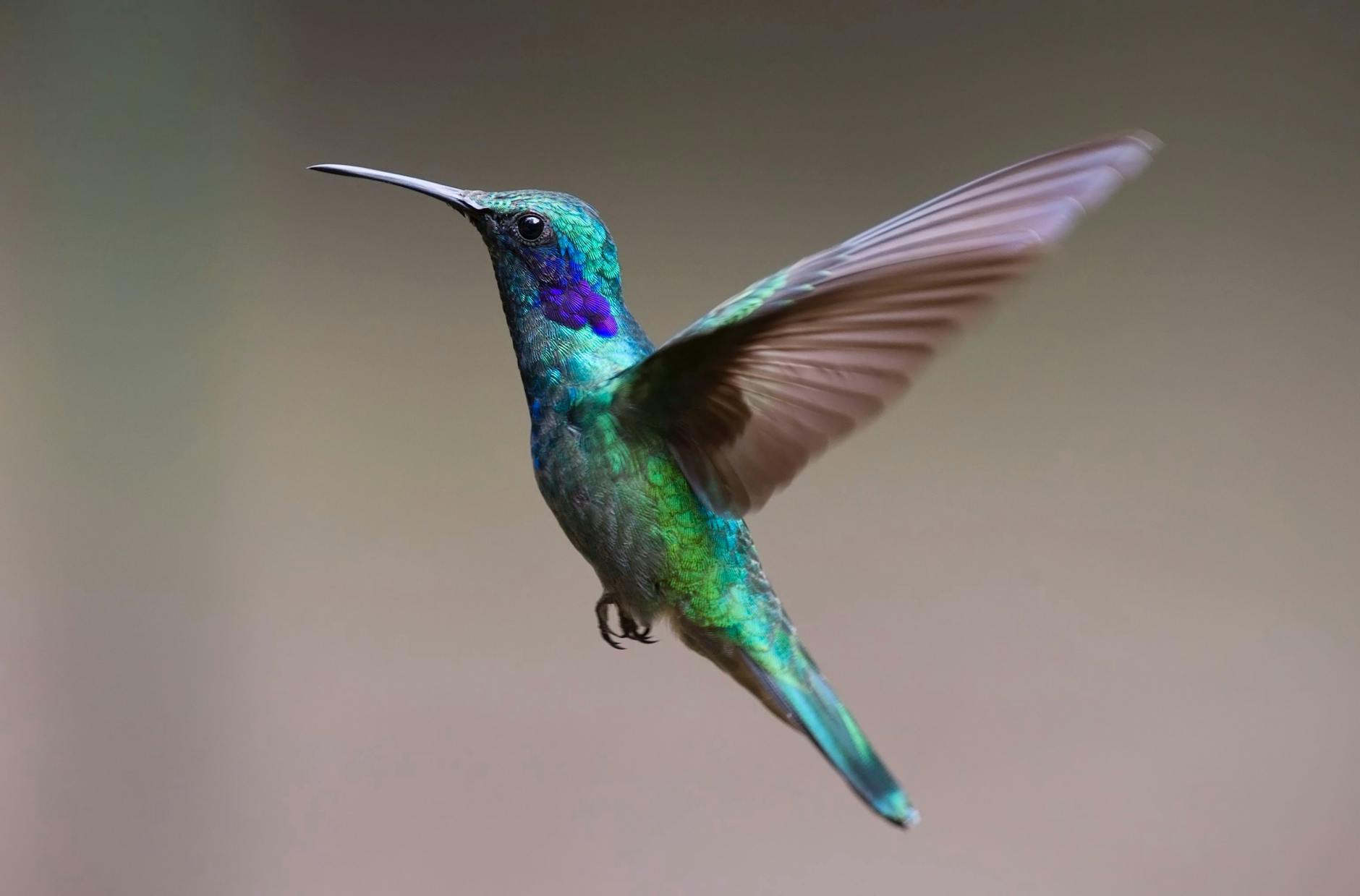 The Sounds Of Endangered Birds — LustWithoutYou