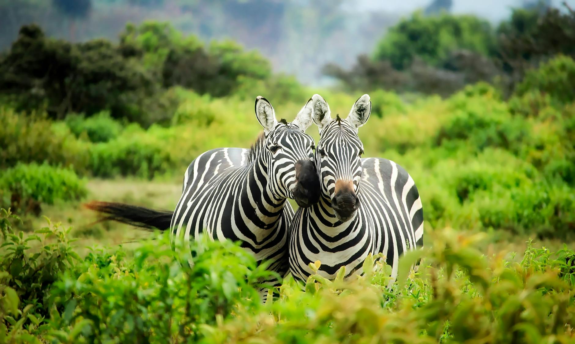 Readers’ wildlife photos — Why Evolution Is True