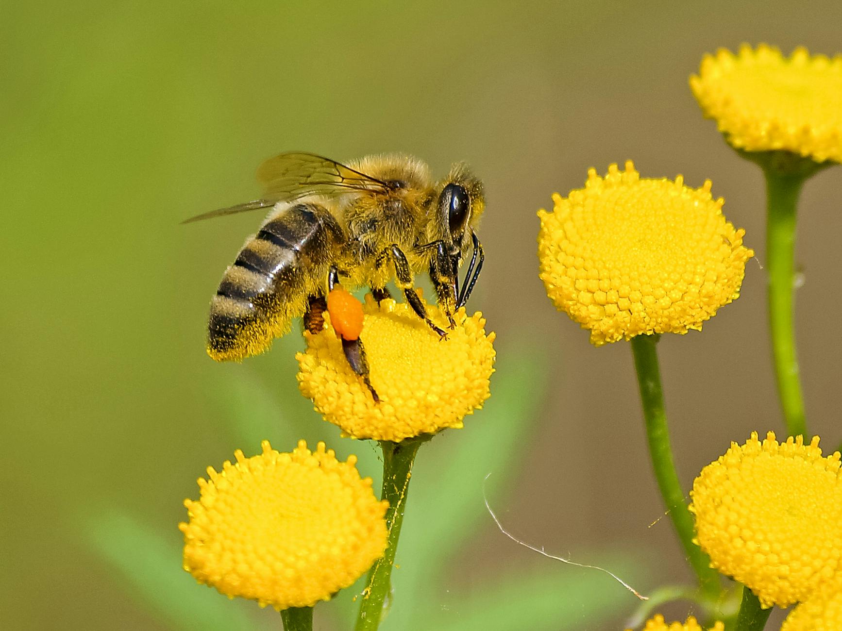 Bees and Butterflies — Roth Poetry