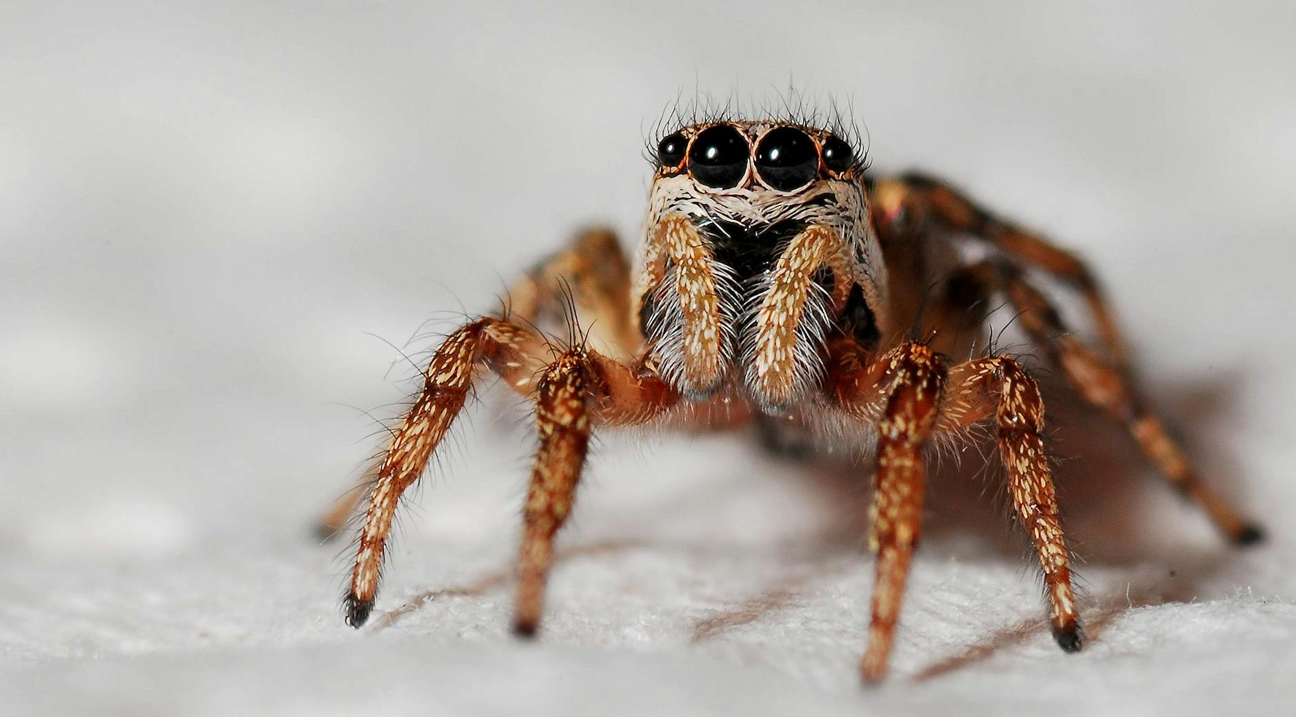 Spiders And Challenges — I Write Her