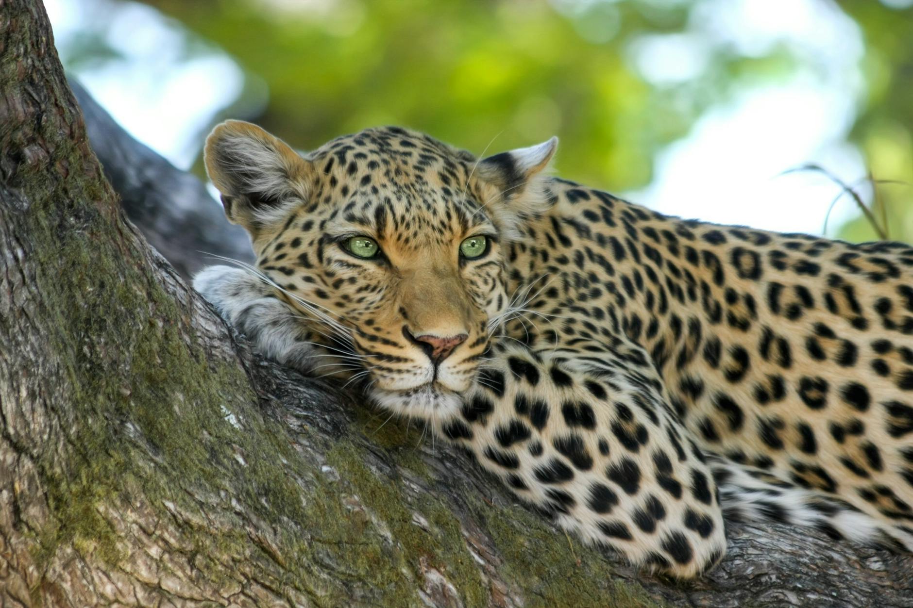 Readers’ wildlife photos — Why Evolution Is True