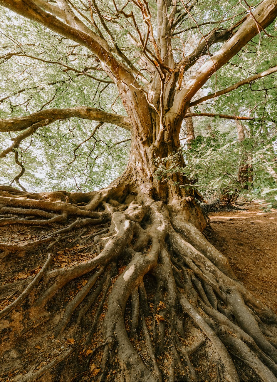 Roots and Wings