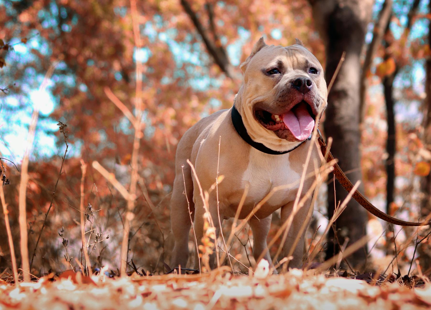 “Pit Bull Nightmare” – The Interfaith Intrepid