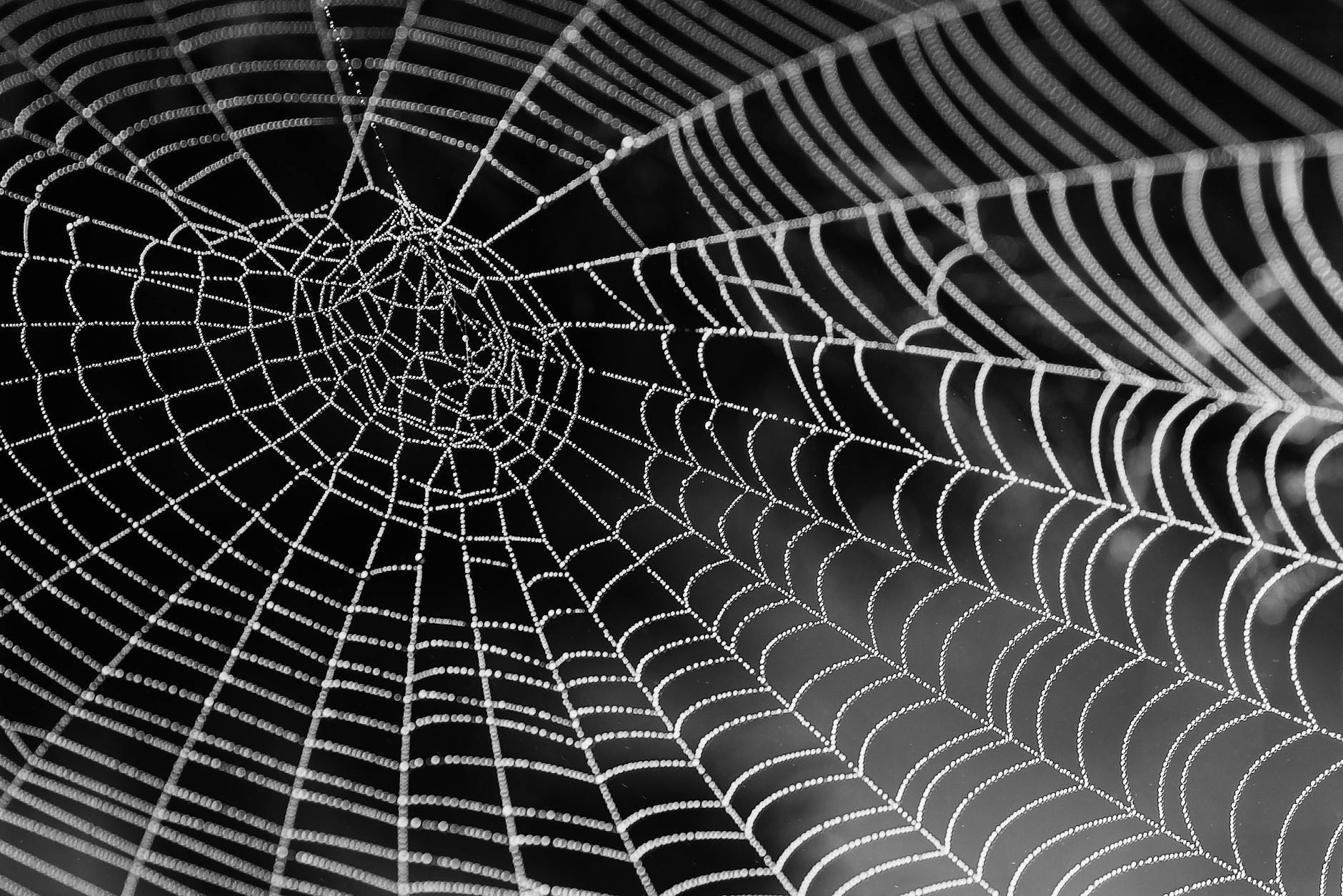The Web of Everything: Why Life and Politics Are Interconnected