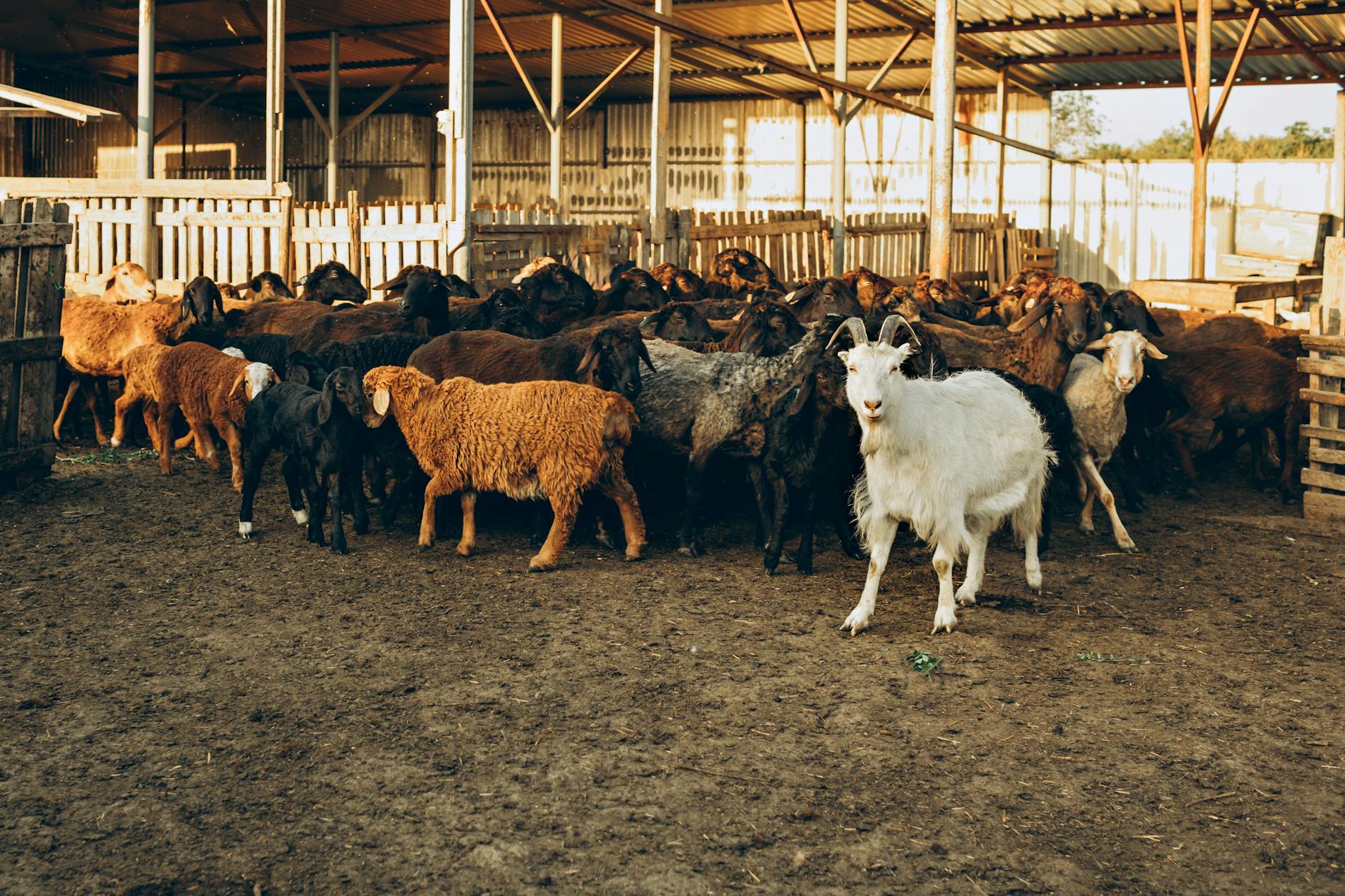 Turning Animal Farm Into a Kids Movie Is Peak 2026 Brain Rot