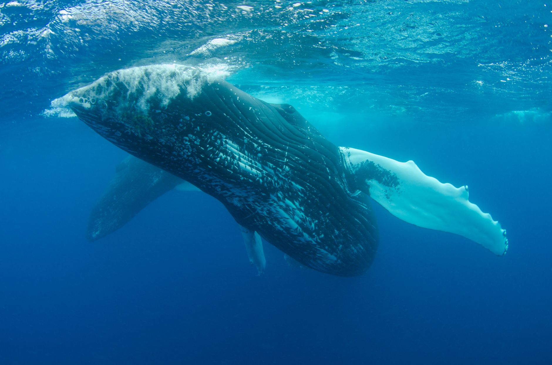 blue whale swimming under water
