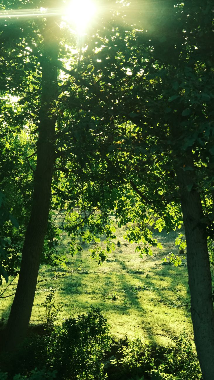 sunlight filtering through lush green trees